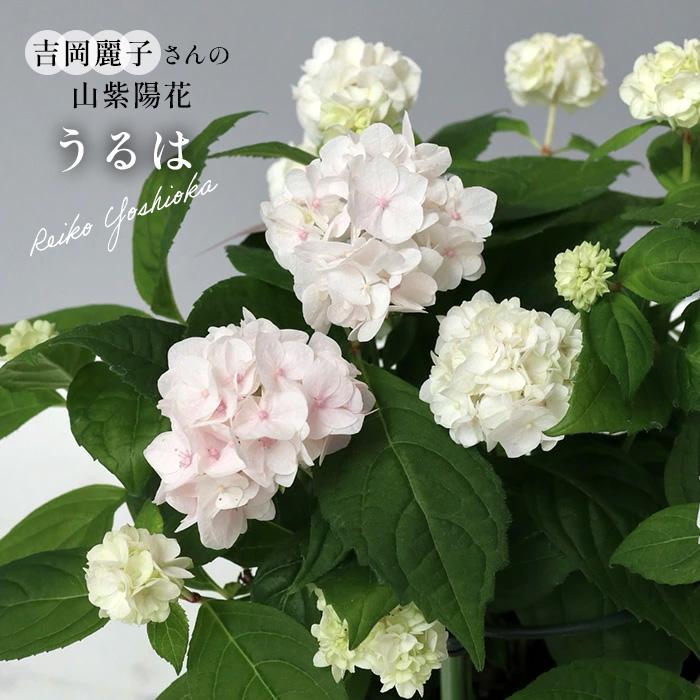 予約販売 吉岡麗子さんの山アジサイ うるは 登録品種 9cmポット ぽじ