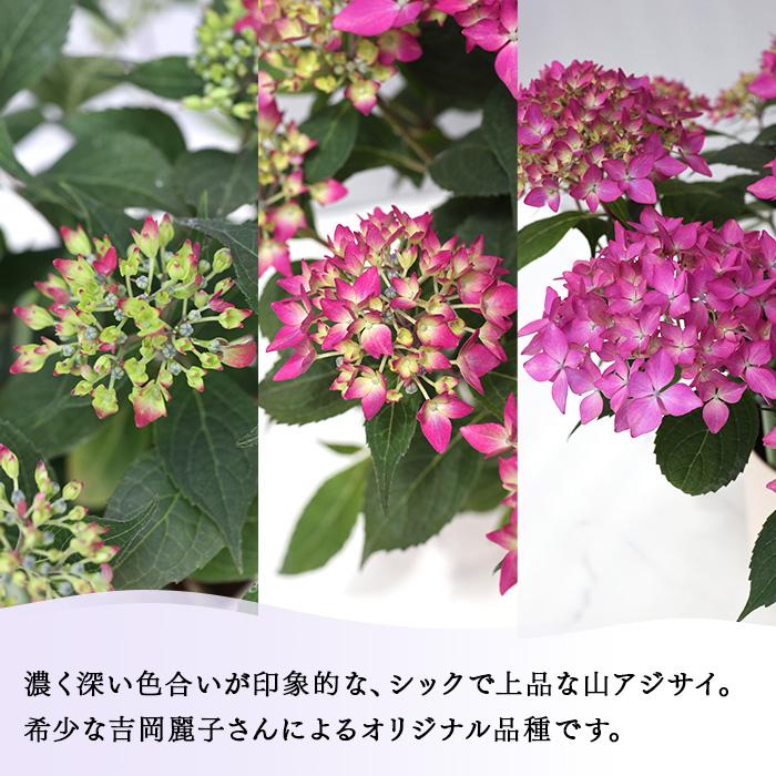 予約販売 吉岡麗子さんの山アジサイ 十六夜 いざよい 9cmポット 品種