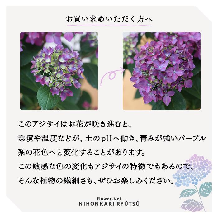 予約販売 吉岡麗子さんの山アジサイ 十六夜 いざよい 9cmポット 品種