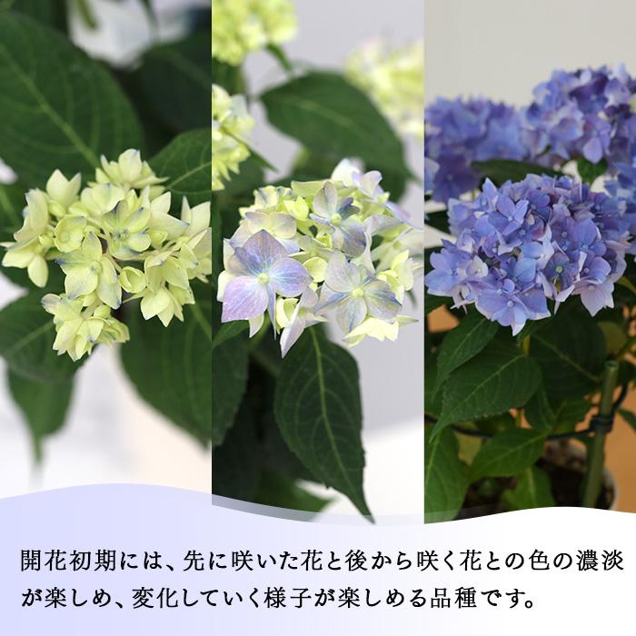 予約販売 吉岡麗子さんの山アジサイ てててまり ブルー 品種登録出願中