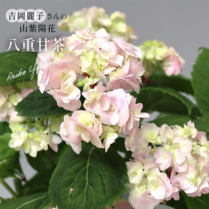 予約販売 吉岡麗子さんの山アジサイ 八重甘茶 ピンク 9cmポット ぽじ