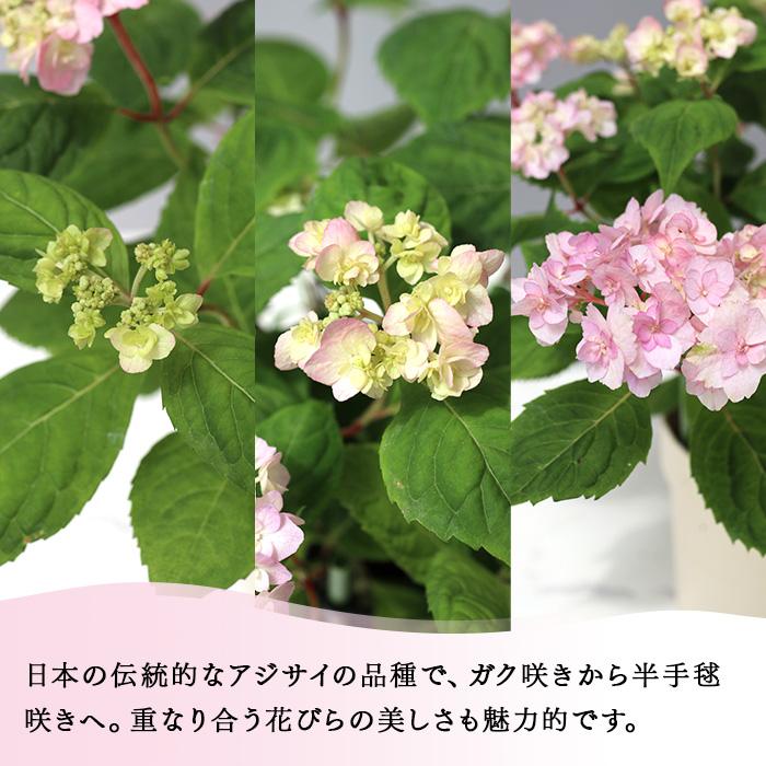 予約販売 吉岡麗子さんの山アジサイ 八重甘茶 ピンク 9cmポット ぽじ