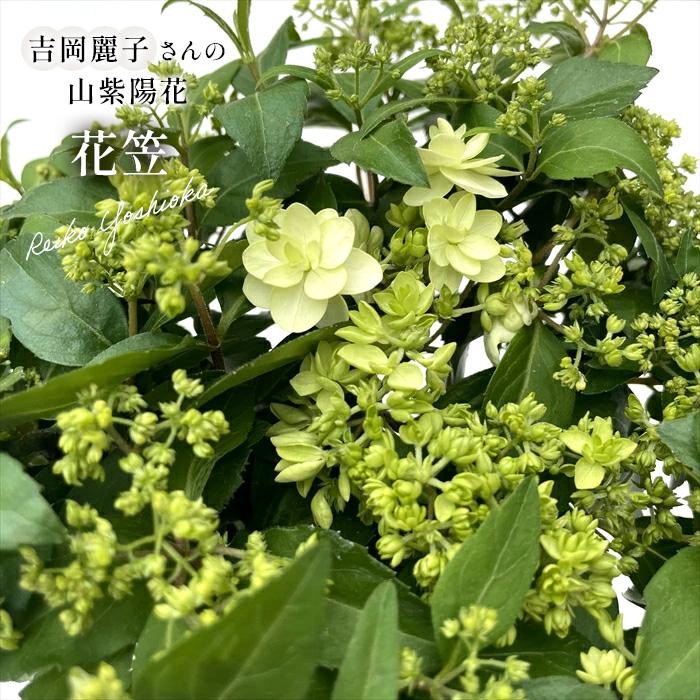 予約販売 吉岡麗子さんの山アジサイ 花笠 9cmポット ぽじさい 苗 花苗