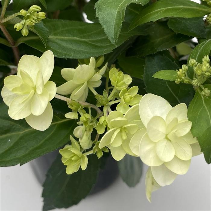 予約販売 吉岡麗子さんの山アジサイ 花笠 9cmポット ぽじさい 苗 花苗