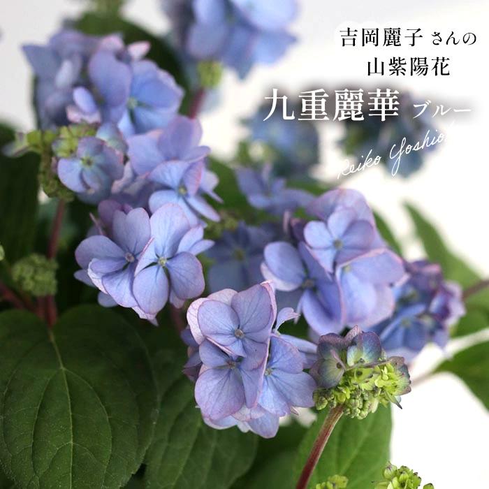 予約販売 吉岡麗子さんの山アジサイ 九重麗華 ブルー 9cmポット ぽじ