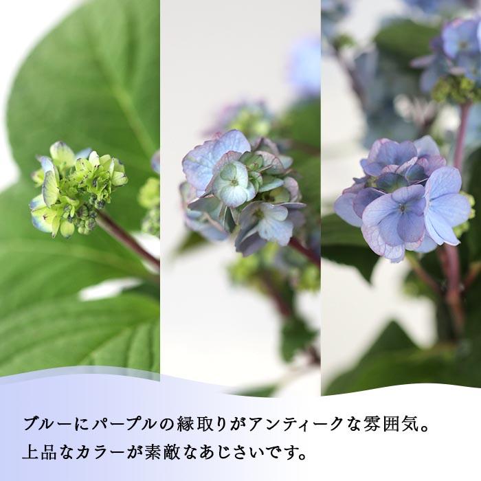 予約販売 吉岡麗子さんの山アジサイ 九重麗華 ブルー 9cmポット ぽじ