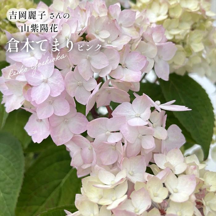 予約販売 吉岡麗子さんの山アジサイ 倉木てまり ピンク 9cmポット ぽじ
