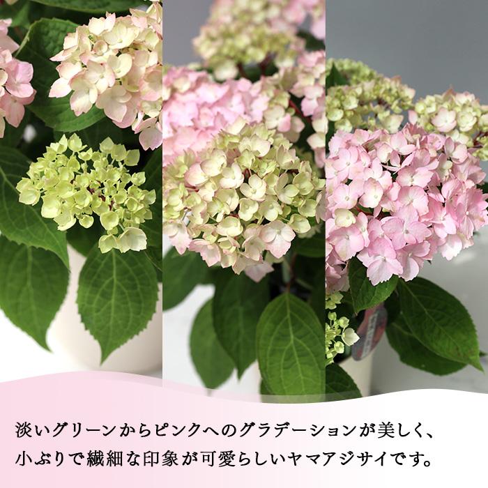 予約販売 吉岡麗子さんの山アジサイ 倉木てまり ピンク 9cmポット ぽじ