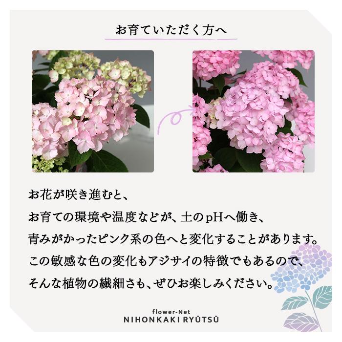 予約販売 吉岡麗子さんの山アジサイ 倉木てまり ピンク 9cmポット ぽじ