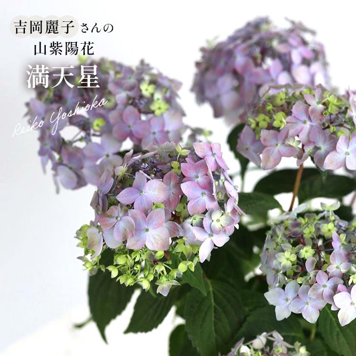 予約販売 吉岡麗子さんの山アジサイ 満天星 9cmポット ぽじさい 苗