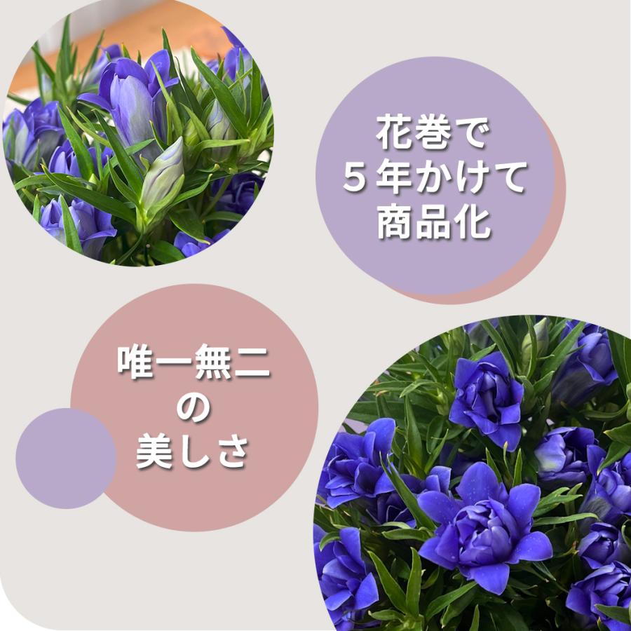 予約販売 リンドウ 蒼孔雀 5号鉢 送料無料 花巻ブルー 八重咲き 秋