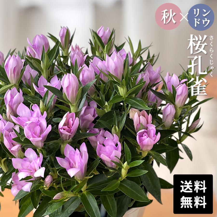予約販売 リンドウ 桜孔雀 5号鉢 送料無料 花巻 八重咲き 秋ギフト