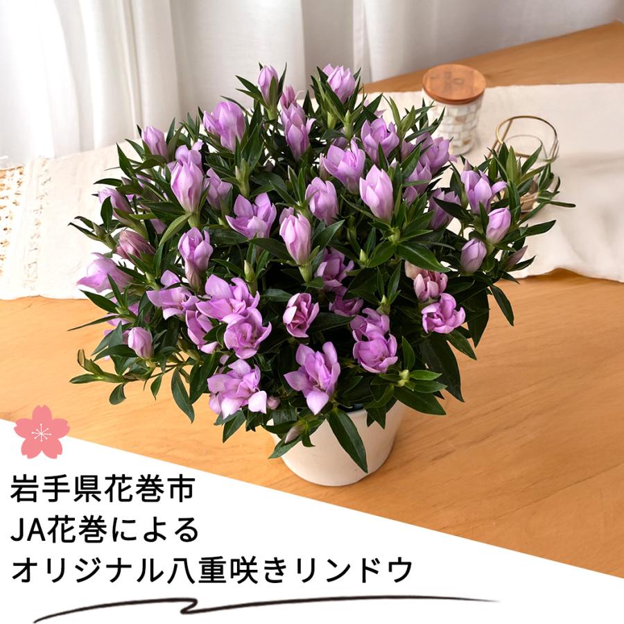 予約販売 リンドウ 桜孔雀 5号鉢 送料無料 花巻 八重咲き 秋ギフト