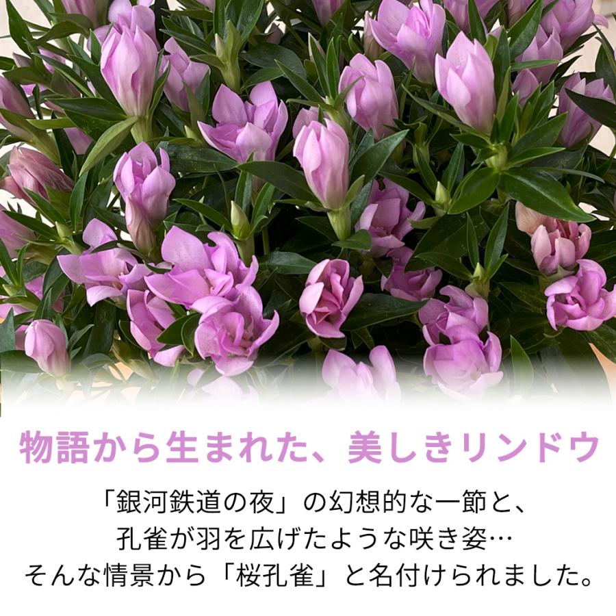 予約販売 リンドウ 桜孔雀 5号鉢 送料無料 花巻 八重咲き 秋ギフト