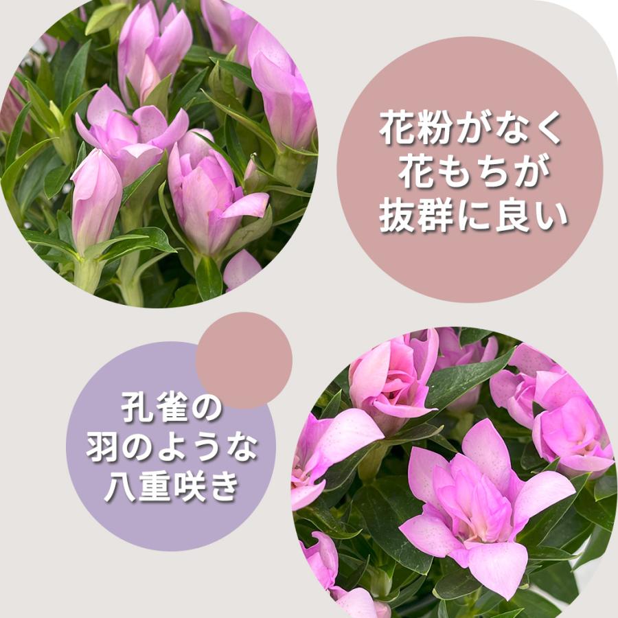 木彫りの飾り鉢 長野県花「リンドウ」 約24cm 予約販売 リンドウ 桜孔雀 5号鉢 送料無料 花巻 八重咲き 秋ギフト