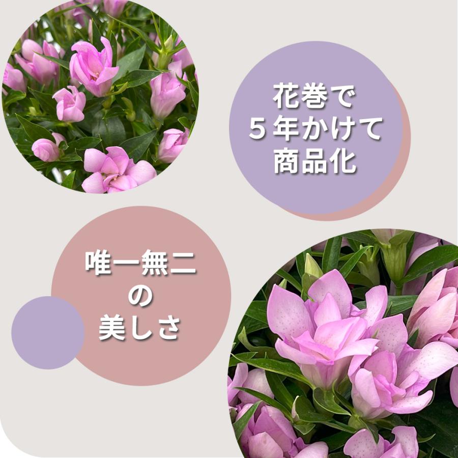 まもなく締め切り】 予約販売 リンドウ 桜孔雀 5号鉢 送料無料 花巻