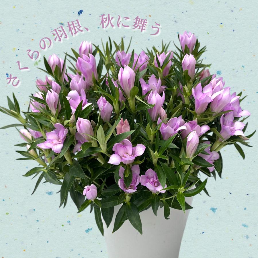 予約販売 リンドウ 桜孔雀 5号鉢 送料無料 花巻 八重咲き 秋ギフト