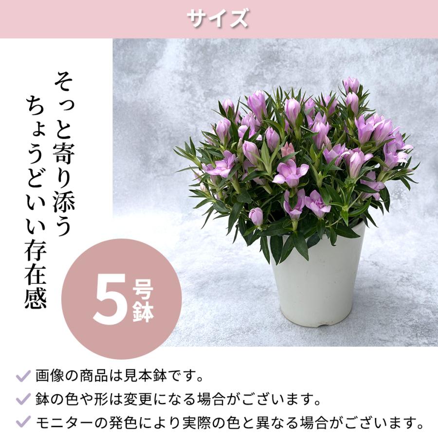 予約販売 リンドウ 桜孔雀 5号鉢 送料無料 花巻 八重咲き 秋ギフト