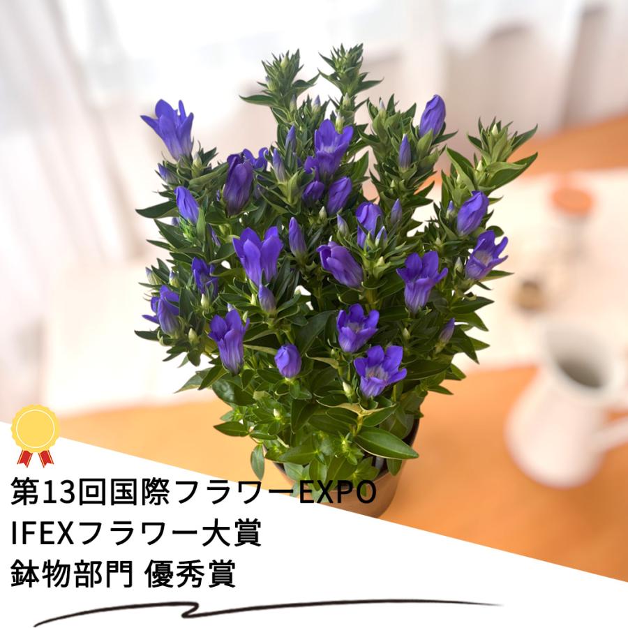 予約販売 リンドウ 花巻銀河ブルー 5号鉢 送料無料 花巻ブルー