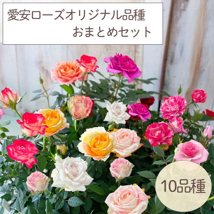 予約販売 ミニバラ 10個セット 3号ポット 愛安ローズ オリジナル品種