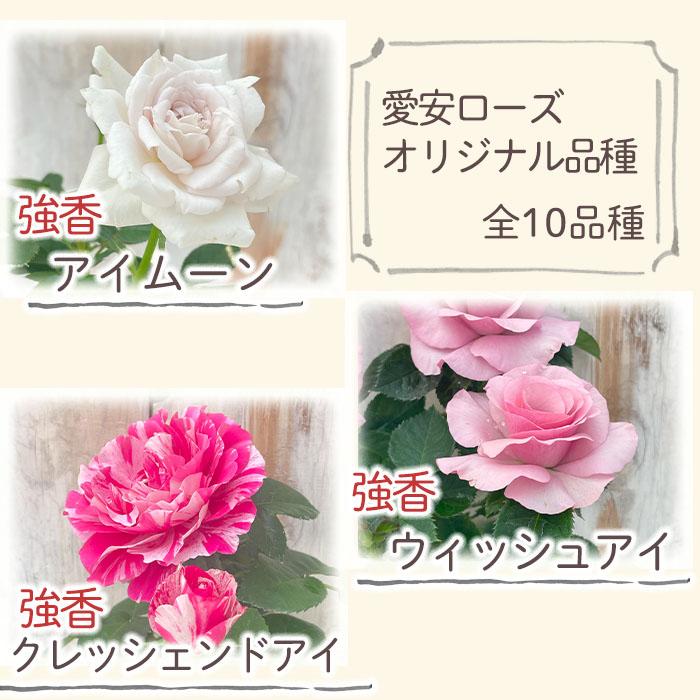 予約販売 ミニバラ 10個セット 3号ポット 愛安ローズ オリジナル品種