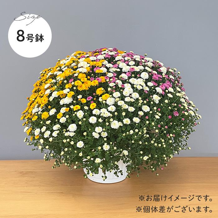 日本花キ流通 予約販売 ガーデンマム 8号鉢 送料無料 菊 マム ギフト