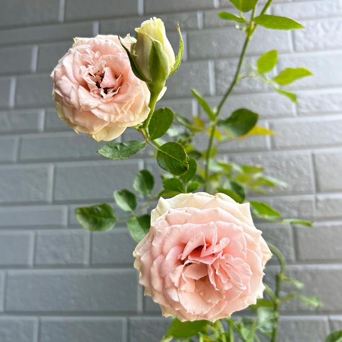 少年 ② 1冊¥400~ バラ売り可 まとめて購入割引！まず金額確認のみOK flower-net_z250612033