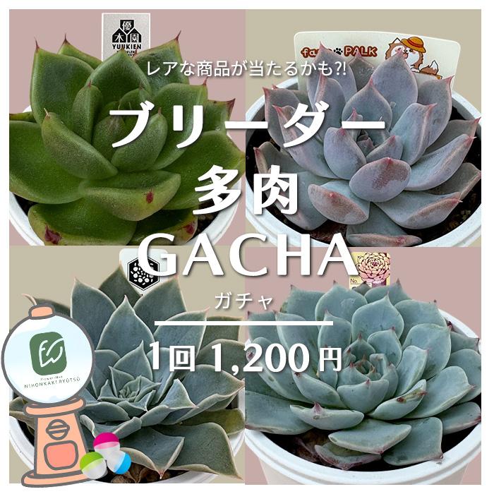 多肉植物 ブリーダー多肉ガチャ おらいさん 優木園さん パルク