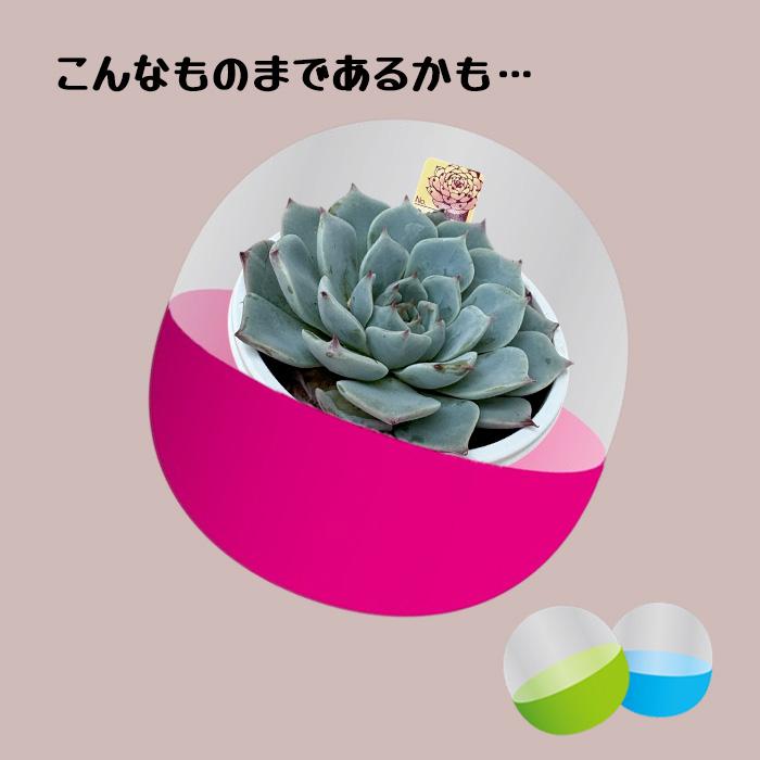 多肉植物 ブリーダー多肉ガチャ おらいさん 優木園さん パルク