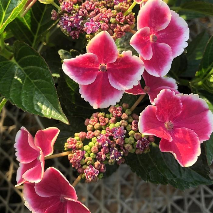 12.紫陽花　パリ　10株セット　開花予定株　送料込み アジサイ バリハイ 9cm〜10.5cmポット 加茂 KAMOセレクション