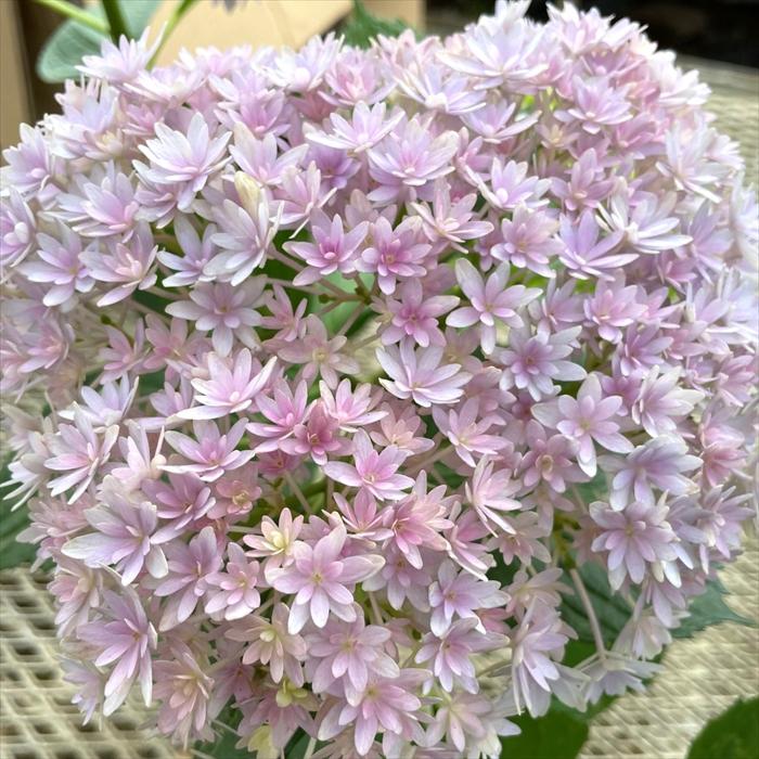 アジサイ 妖精の羽音 9cm〜10.5cmポット ヨウセイノハネ 加茂 KAMO