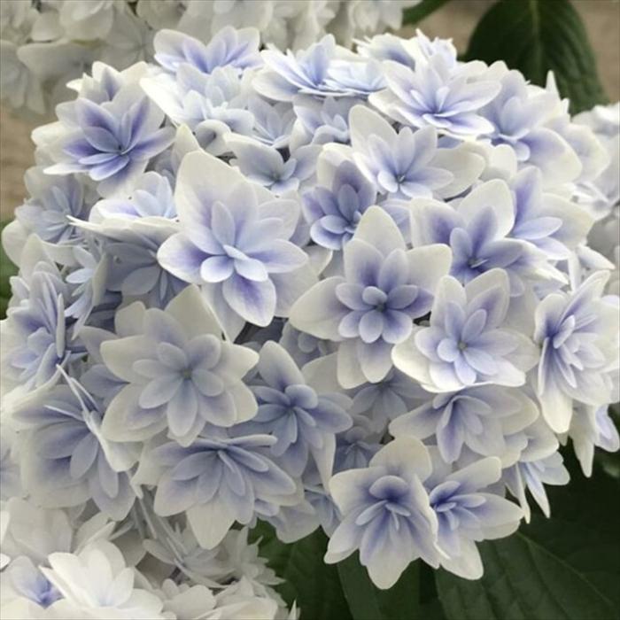 アテモヤ　シャカパイン　鉢植え　花芽あり 熱帯果樹 アテモヤ Annona Atemoya'シャカパイン' 1年生接ぎ木苗