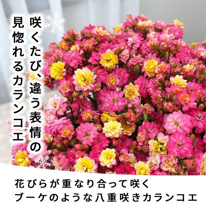 日本花キ流通 予約販売 カランコエ メイリーブーケ 5号鉢 送料無料