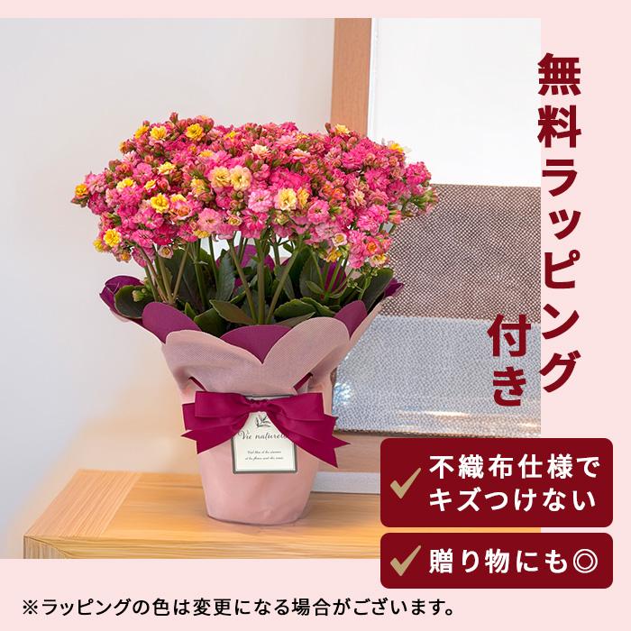 日本花キ流通 予約販売 カランコエ メイリーブーケ 5号鉢 送料無料
