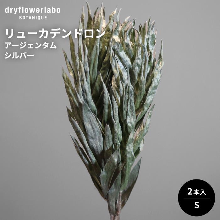 日本花キ流通 ドライフラワー リューカデンドロン アージェンタム