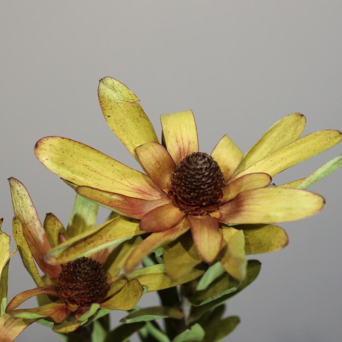 日本花キ流通 ドライフラワー リューカデンドロン ロゼッティ 3本入り