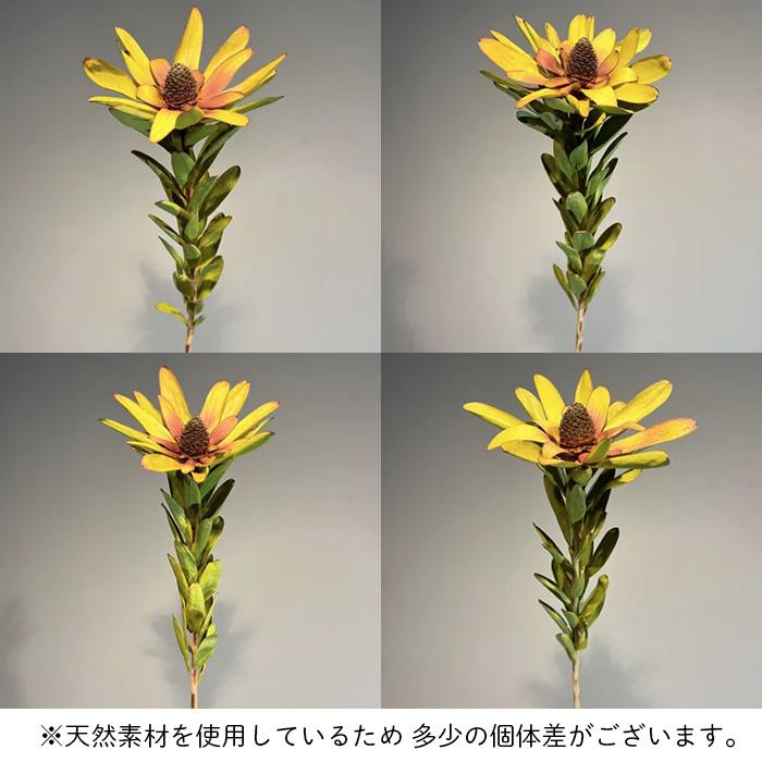 日本花キ流通 ドライフラワー リューカデンドロン ロゼッティ 3本入り