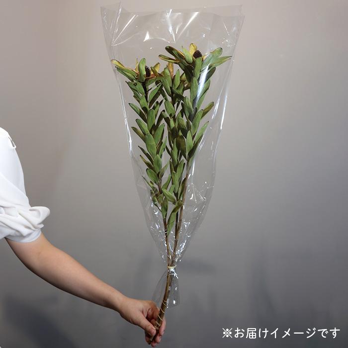 日本花キ流通 ドライフラワー リューカデンドロン ロゼッティ 3本入り