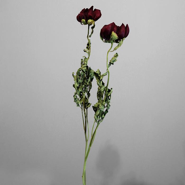 日本花キ流通 ドライフラワー 芍薬 シャクヤク レッドチャーム 2本入り