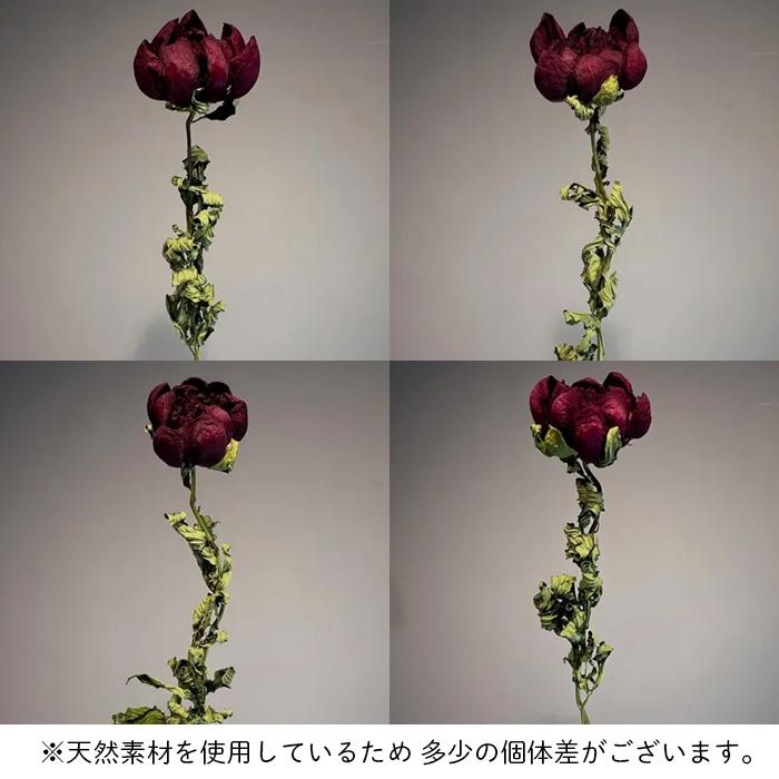 日本花キ流通 ドライフラワー 芍薬 シャクヤク レッドチャーム 2本入り