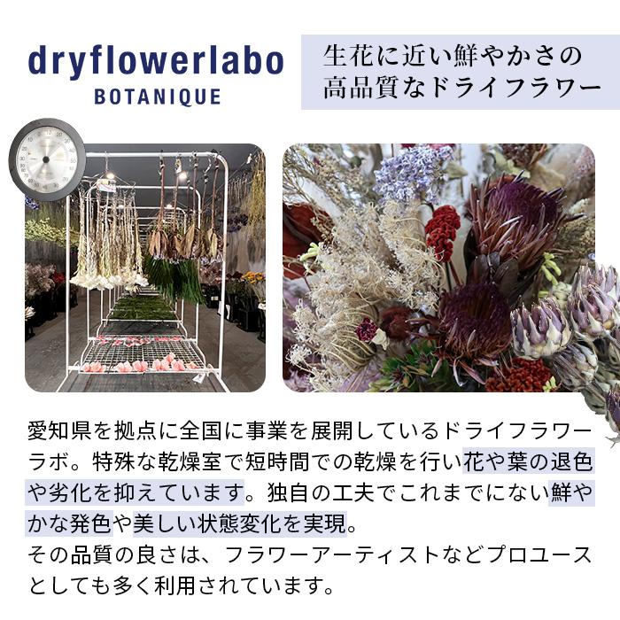 日本花キ流通 ドライフラワー 芍薬 シャクヤク レッドチャーム 2本入り