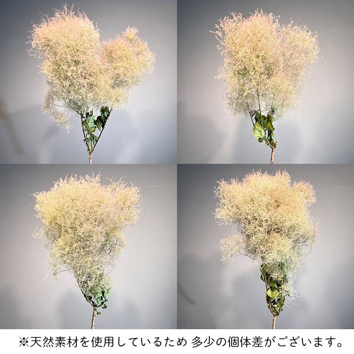 日本花キ流通 ドライフラワー スモークツリー ピーチグリーン 中枝L