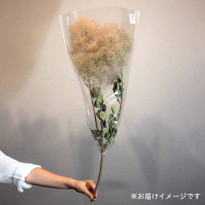 日本花キ流通 ドライフラワー スモークツリー ピーチグリーン 中枝L