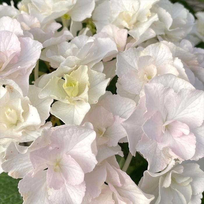 日本花キ流通 予約販売 アジサイ ブランシュ 10.5cmポット 久保田花園