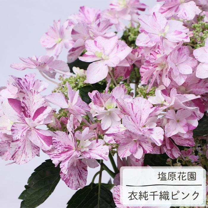 日本花キ流通 アジサイ 衣純千織 ピンク 12cmポット イズミチオリ 送料