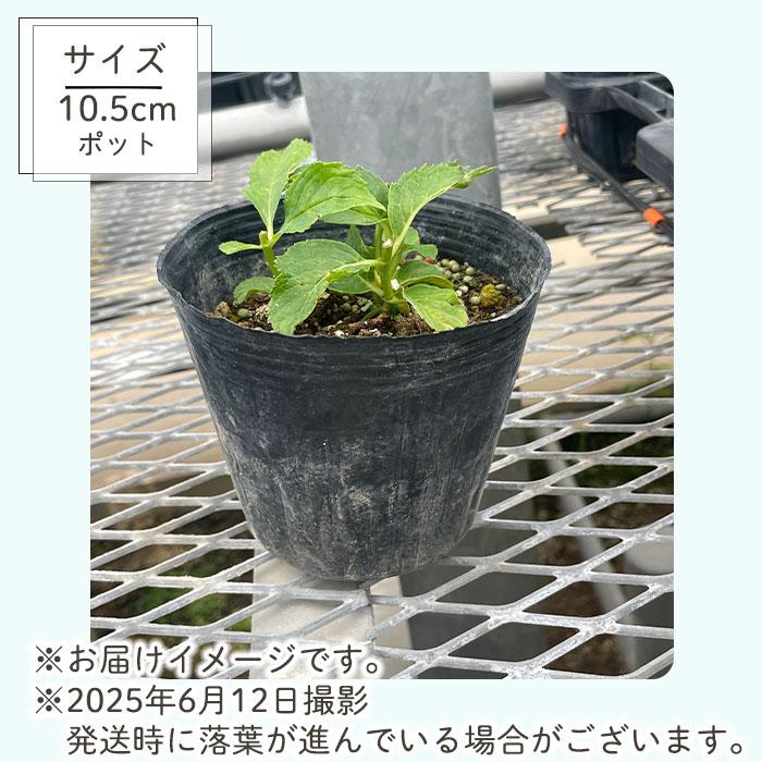 塩原花園☆ハイドランジア☆バイオレット☆5号鉢☆希少☆新品種☆5月5日発送 塩原花園☆ハイドランジア☆バイオレット☆5号鉢☆希少☆新品種☆