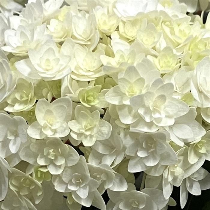 日本花キ流通 予約販売 アジサイ ペリエ 10.5cmポット 送料無料 塩原