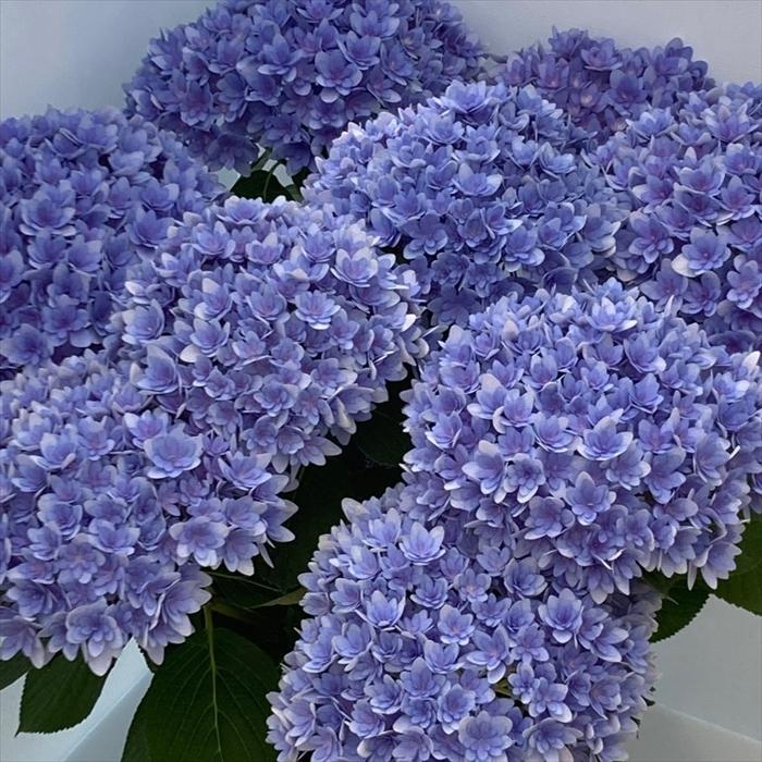 紫陽花ページです 予約販売 アジサイ ごきげんよう ブルー 10.5cmポット 加茂 KAMO