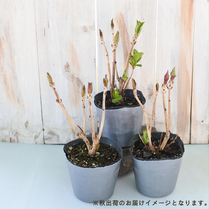 予約販売 アジサイ 竜宮ピンク 10.5cmポット リュウグウ 加茂 KAMO