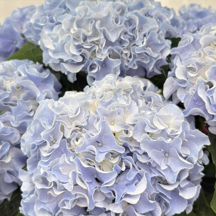日本花キ流通 予約販売 アジサイ ふるふる ブルー 10.5cmポット 岡田